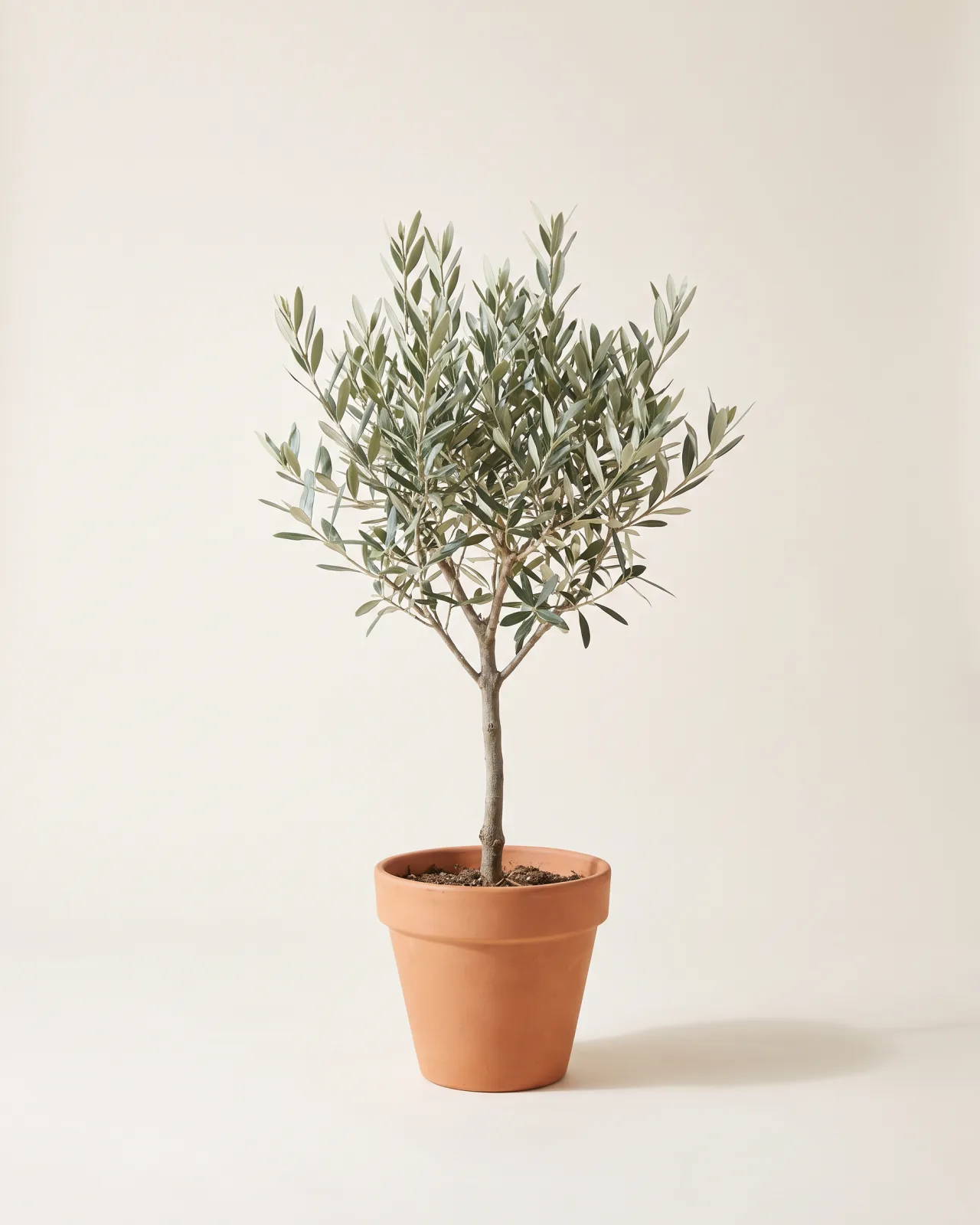Olive Tree
