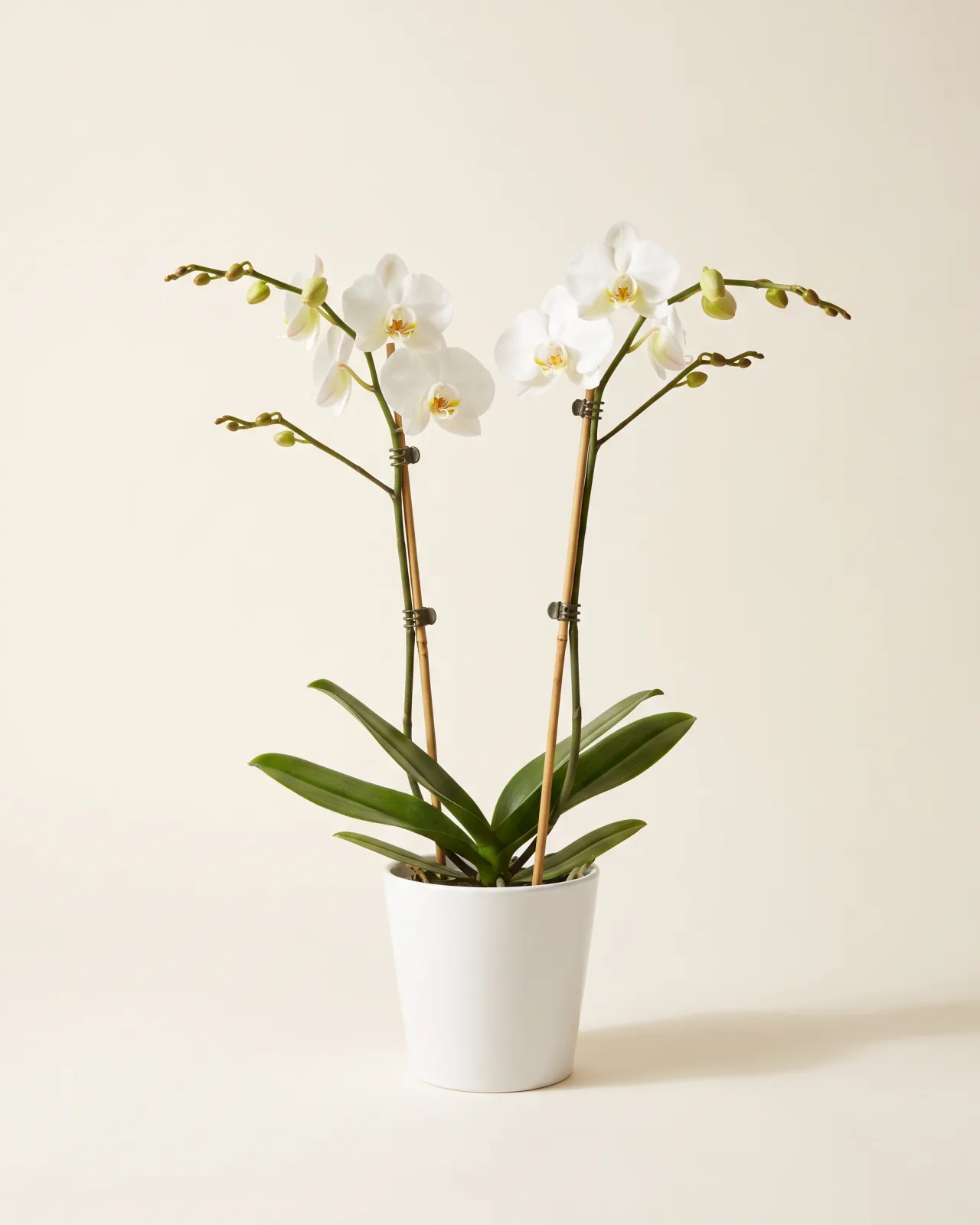 Phalaenopsis Orchid