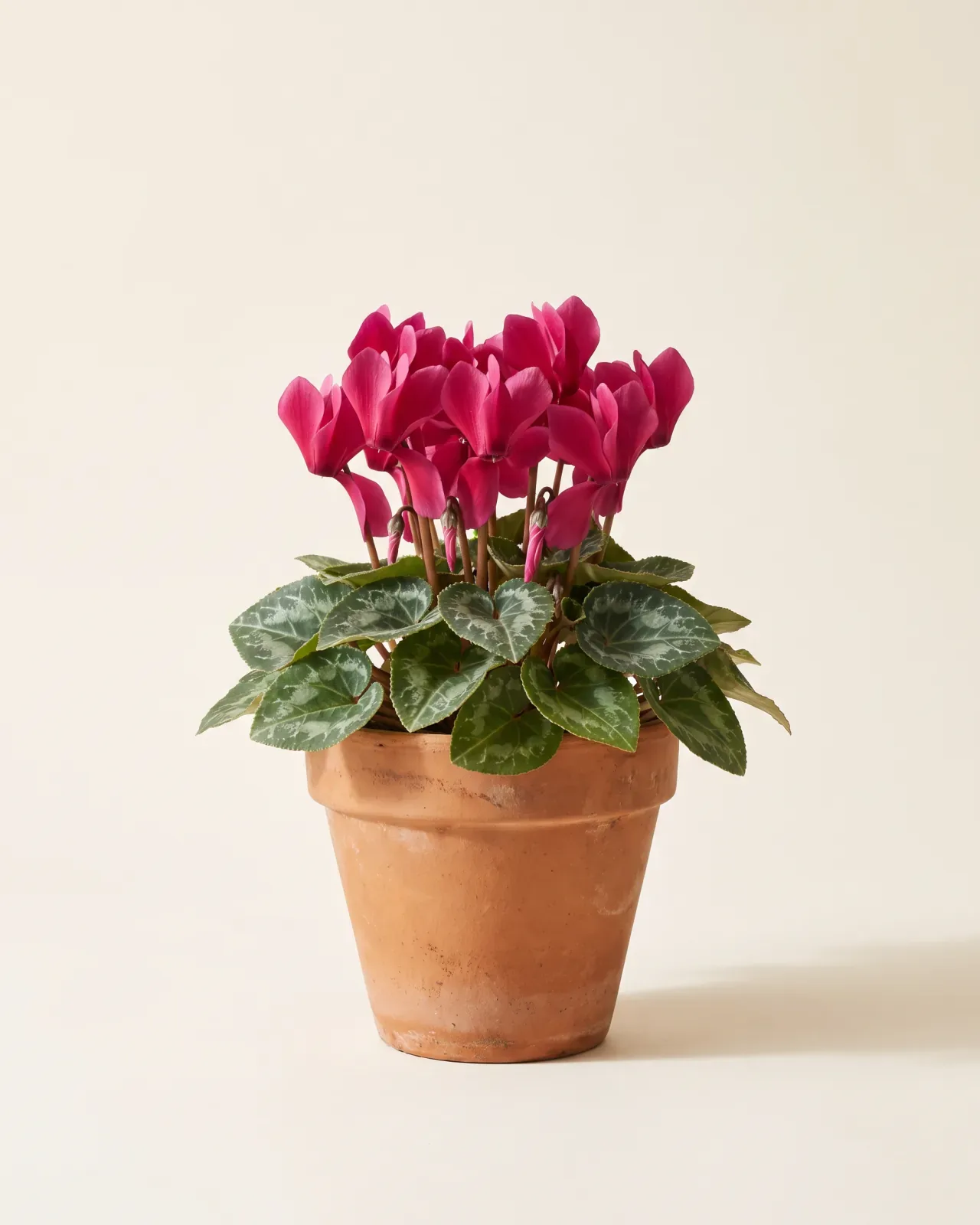 Cyclamen