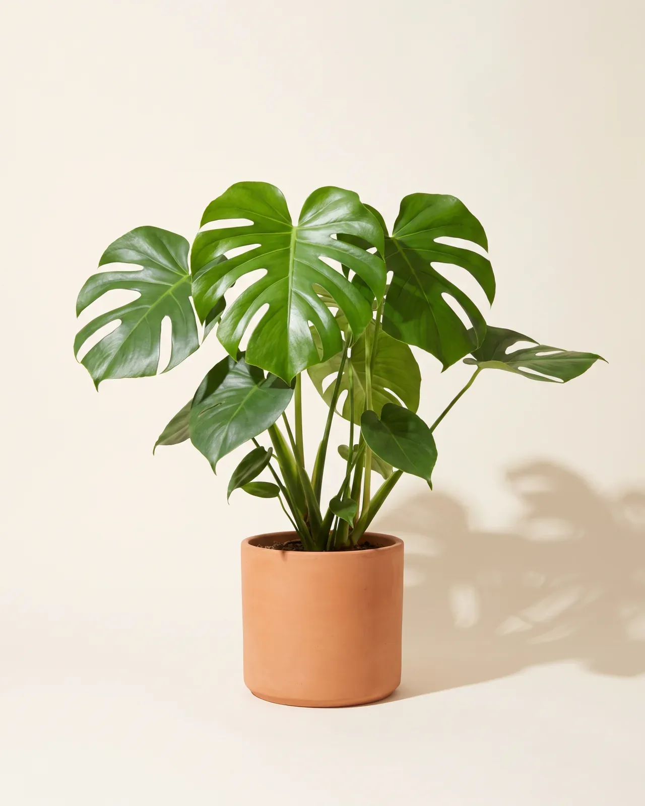 Monstera
