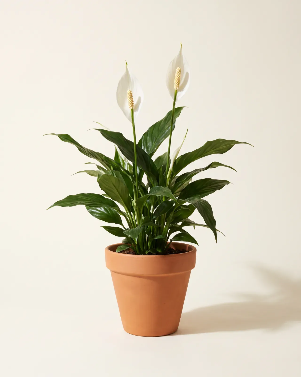 Peace Lily