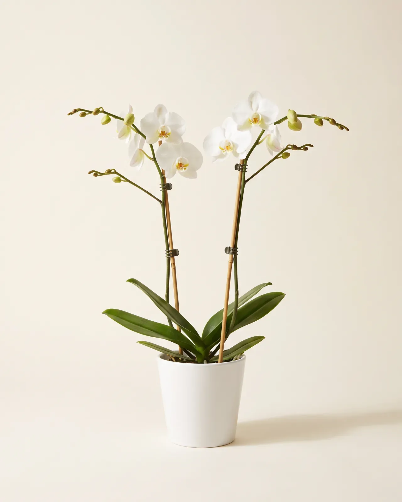 Phalaenopsis Orchid