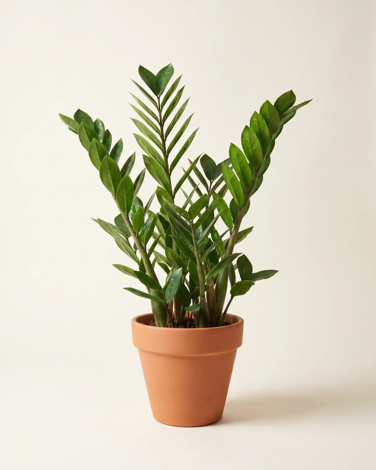 ZZ Plant